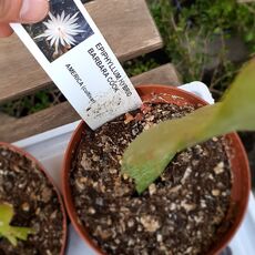 EPIPHYLLUM HYBRID BARBARA COOK, image 