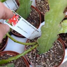 EPIPHYLLUM HYBRID BRUIN, image 