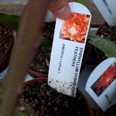 EPIPHYLLUM HYBRID CREPE FEATHERS, image 