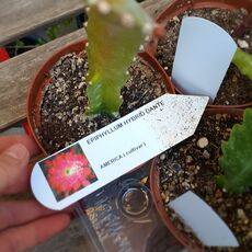 EPIPHYLLUM HYBRID DANTE, image 