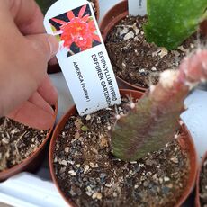 EPIPHYLLUM HYBRID ERFURT GARTENSCHAU, image 