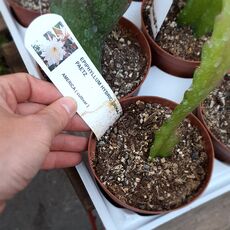 EPIPHYLLUM HYBRID ERIKA PAETZ, image 