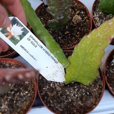 EPIPHYLLUM HYBRID FRINGE OF GOLD, image _ab__is.image_number.default