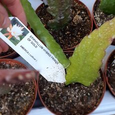 EPIPHYLLUM HYBRID FRINGE OF GOLD, image 