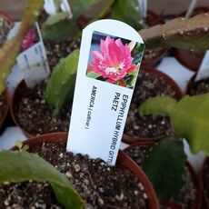 EPIPHYLLUM HYBRID GITTI PAETZ, image _ab__is.image_number.default