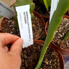 EPIPHYLLUM HYBRID HANS MITTERER, image 