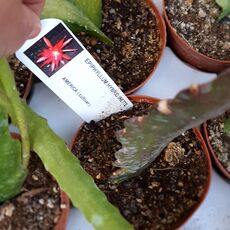 EPIPHYLLUM HYBRID IRETTE, image _ab__is.image_number.default