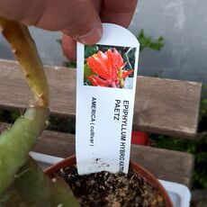 EPIPHYLLUM HYBRID KATRIN PAETZ, image 