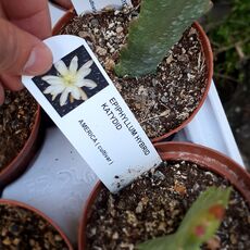 EPIPHYLLUM HYBRID KATYDID, image 