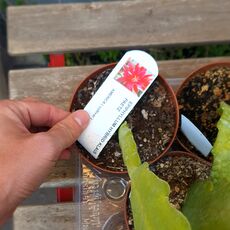 EPIPHYLLUM HYBRID KLAUS PAETZ, image _ab__is.image_number.default