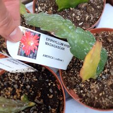 EPIPHYLLUM HYBRID MADAGASCAR, image 