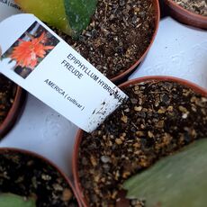 EPIPHYLLUM HYBRID MAIENFREUDE, image 