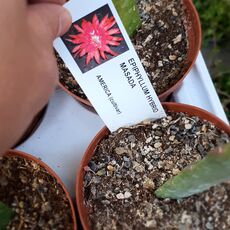 EPIPHYLLUM HYBRID MASADA, image 