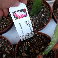 EPIPHYLLUM HYBRID MENNO PAETZ, image 