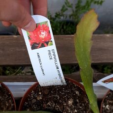 EPIPHYLLUM HYBRID PARTY PIECE, image , 3 image