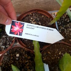 EPIPHYLLUM HYBRID ROMAN HOLIDAY, image 