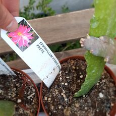 EPIPHYLLUM HYBRID SONJA PAETZ, image 