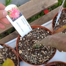 EPIPHYLLUM HYBRID VOGELII, image 