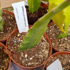 EPIPHYLLUM HYBRID VULKAN, image 