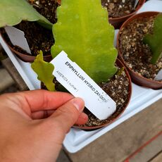 EPIPHYLLUM HYBRID ZANDONE, image 