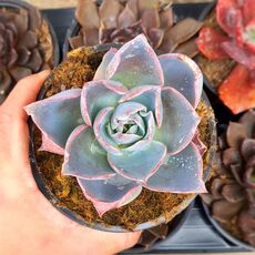 ECHEVERIA AFTERGLOW, image 