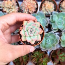 ECHEVERIA APUS, image _ab__is.image_number.default