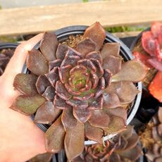 ECHEVERIA BLACK PRINCE, image 