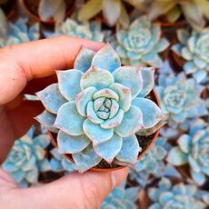 ECHEVERIA BLUE BIRD, image 