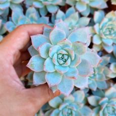 ECHEVERIA BLUE BIRD, image 