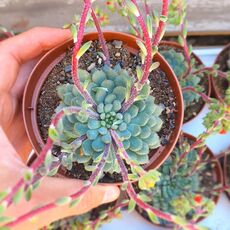 ECHEVERIA BLUE ELF, image 