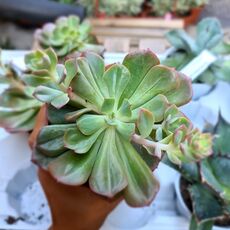 ECHEVERIA BRIAR ROSE, image , 2 image