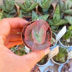 ECHEVERIA BRIAR ROSE, image 