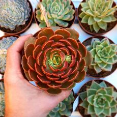 ECHEVERIA BROWN ROSE, image _ab__is.image_number.default