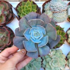 ECHEVERIA CASSYZ, image 