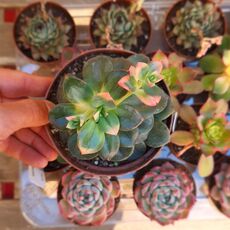 ECHEVERIA CHROMA HYBRID, image 