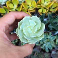 ECHEVERIA CLARA, image _ab__is.image_number.default