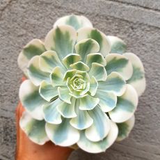 ECHEVERIA COMPTON CAROUSEL, image _ab__is.image_number.default