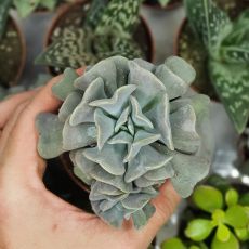 ECHEVERIA CUBIC FROST, image _ab__is.image_number.default