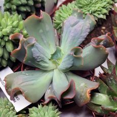 ECHEVERIA CULIBRA, image _ab__is.image_number.default