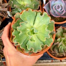 ECHEVERIA DOROTHY, image 