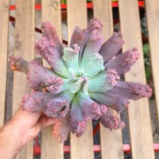 ECHEVERIA ETNA, image 