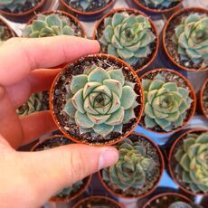 ECHEVERIA FABIOLA, image , 6 image