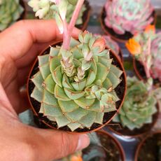 ECHEVERIA FABIOLA, image 