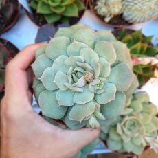 ECHEVERIA GREEN JOY, image 