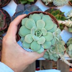 ECHEVERIA GREEN JOY, image _ab__is.image_number.default