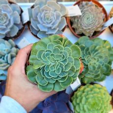 ECHEVERIA LEMON ROSE CRISTATA, image 