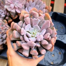 GRAPTOVERIA TOPSY DEBBIE, image , 2 image