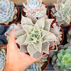 ECHEVERIA MADIBA, image 