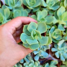 ECHEVERIA PALLIDA, image 