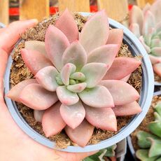 ECHEVERIA PINK DONNA, image 